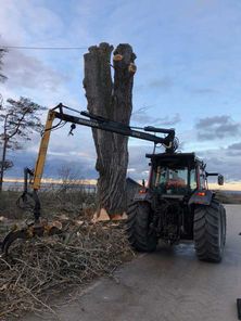 Trädfällning