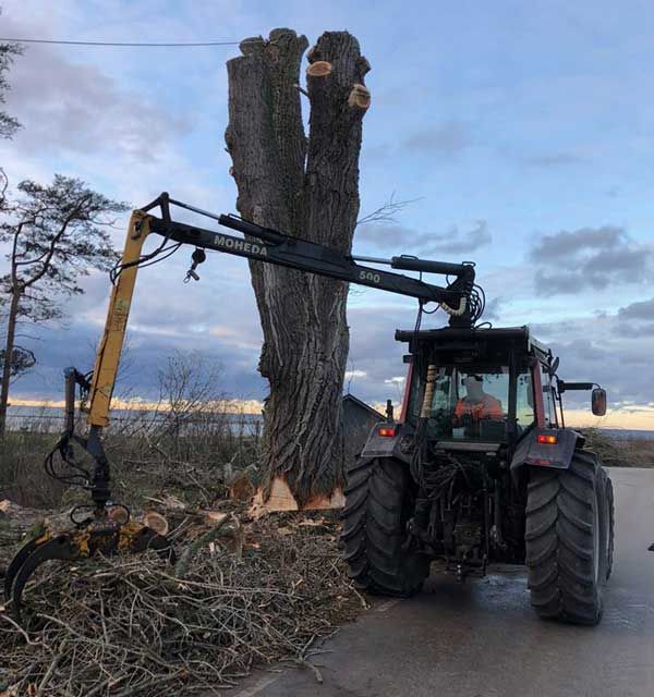 Trädfällning