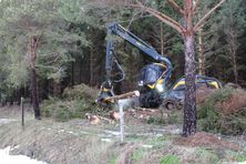 Skogsavverkning